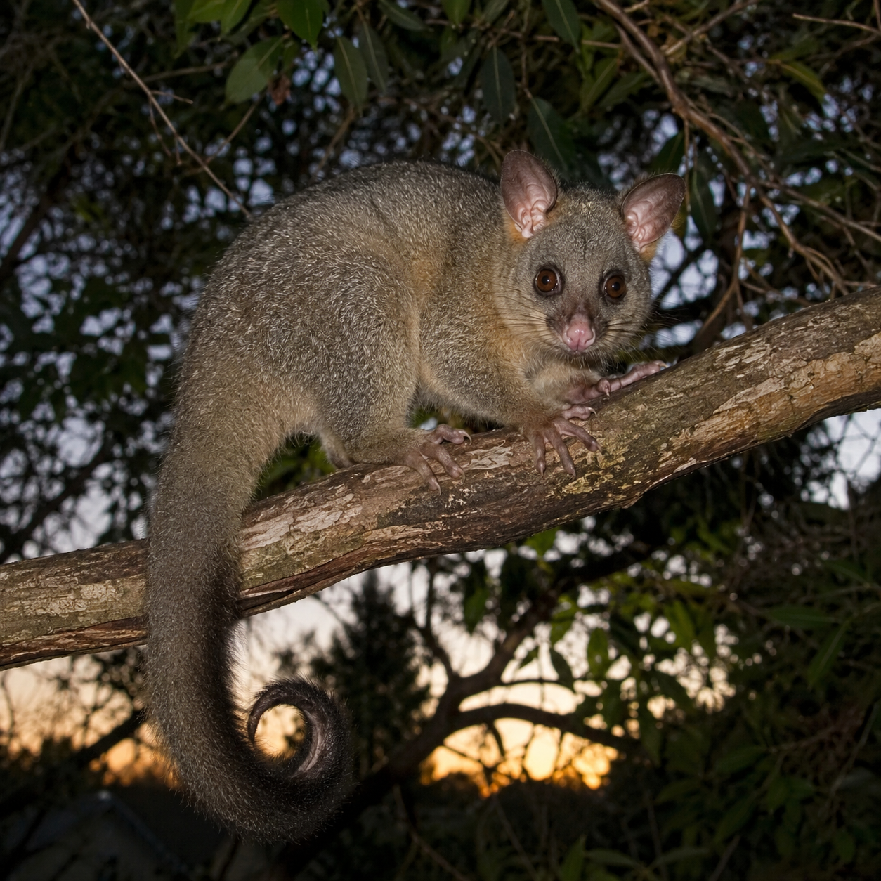 Benefits of Possum Removal Melbourne