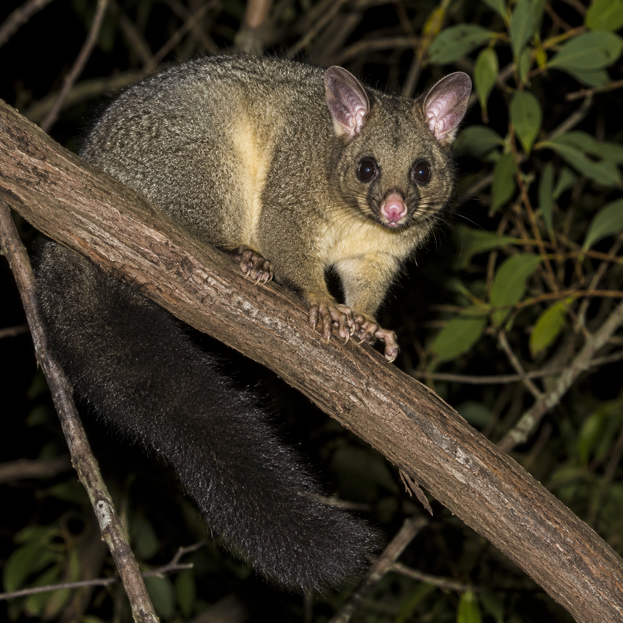 Possum Removal Melbourne