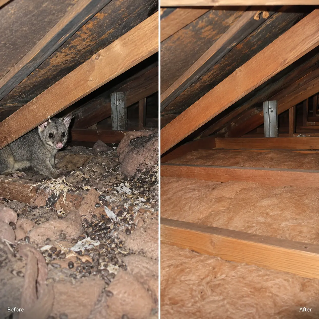 Before & After Possum Activity Inspection
