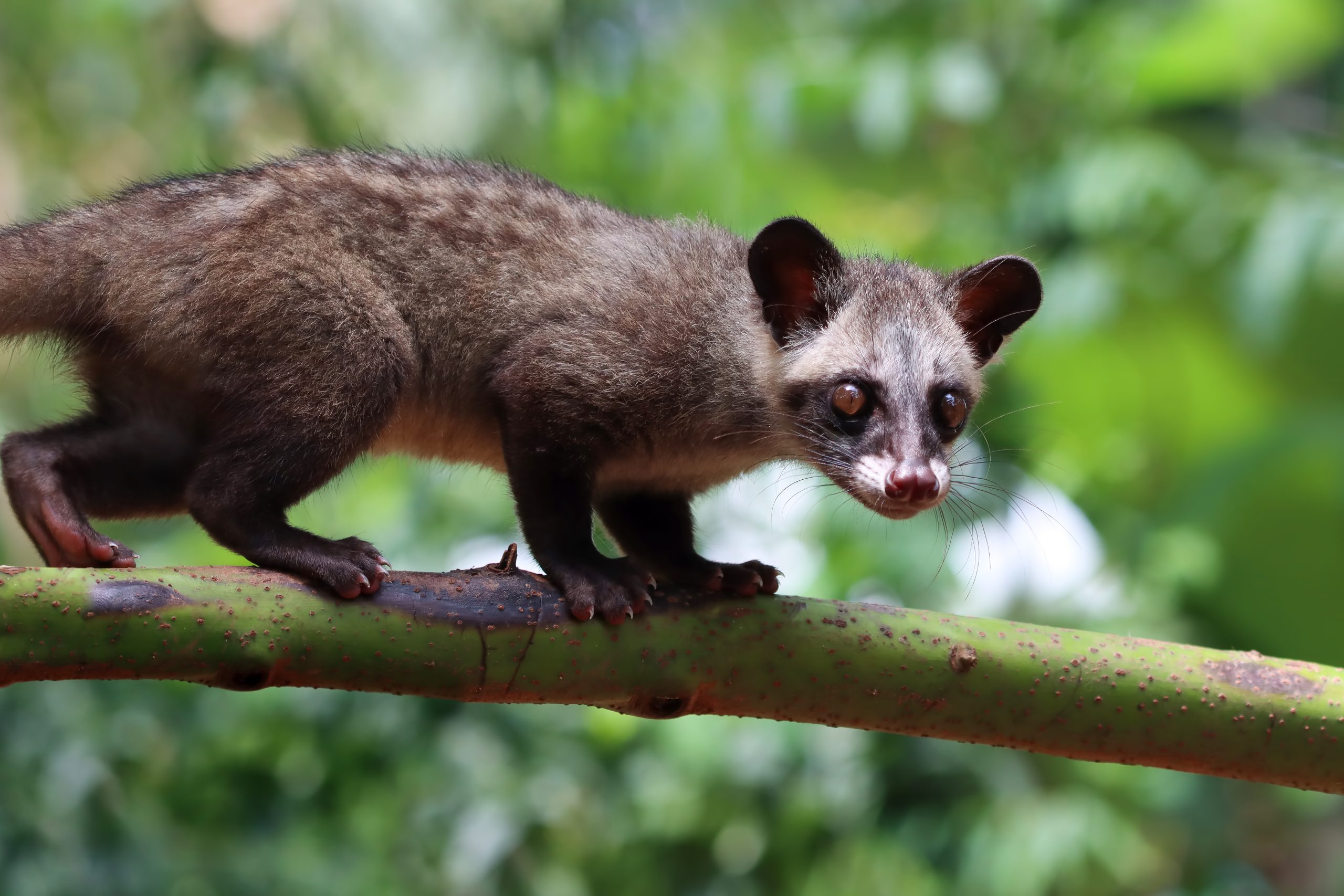 Native possum handled with care