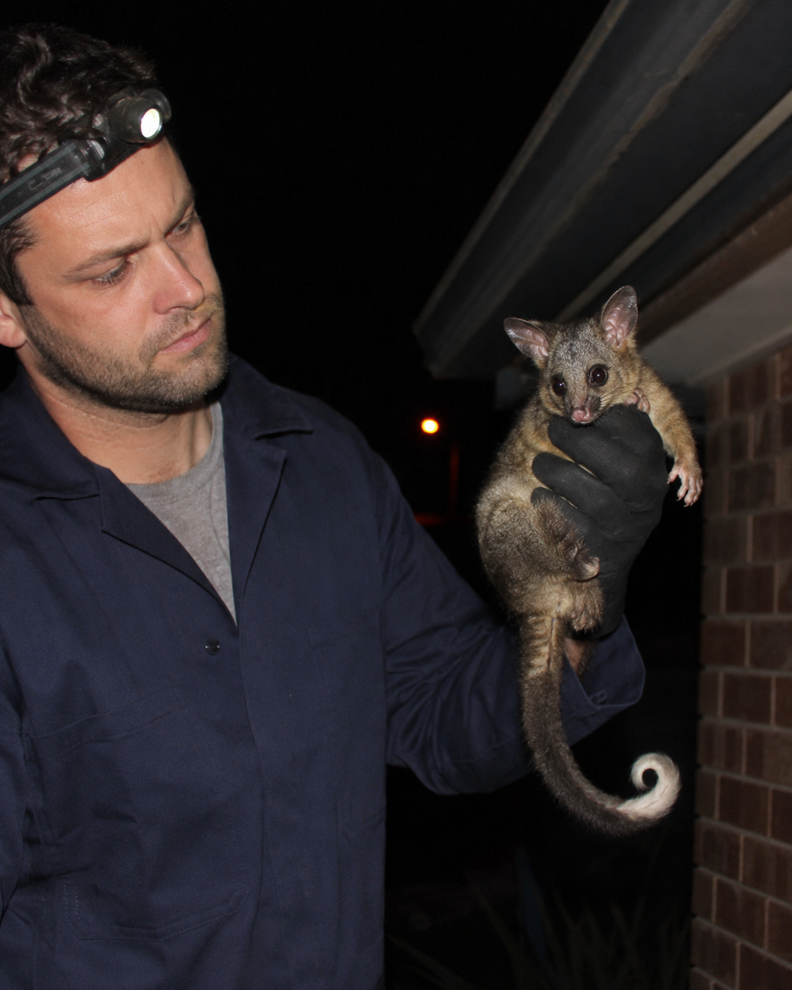Humane possum catching in a Melbourne roof